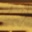 Brown Stripe
